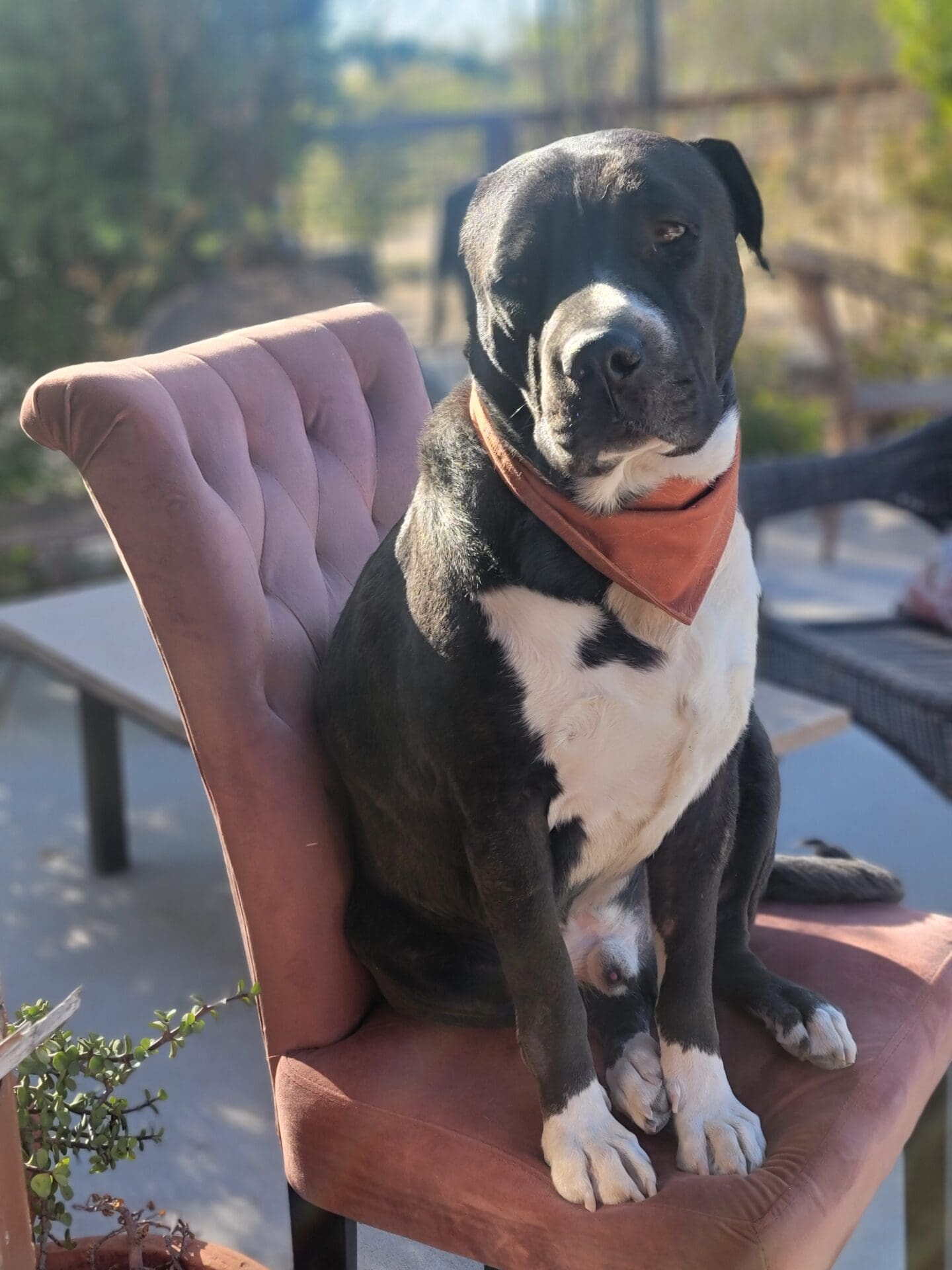 Henry, therapy dog at Joshua Tree Counseling